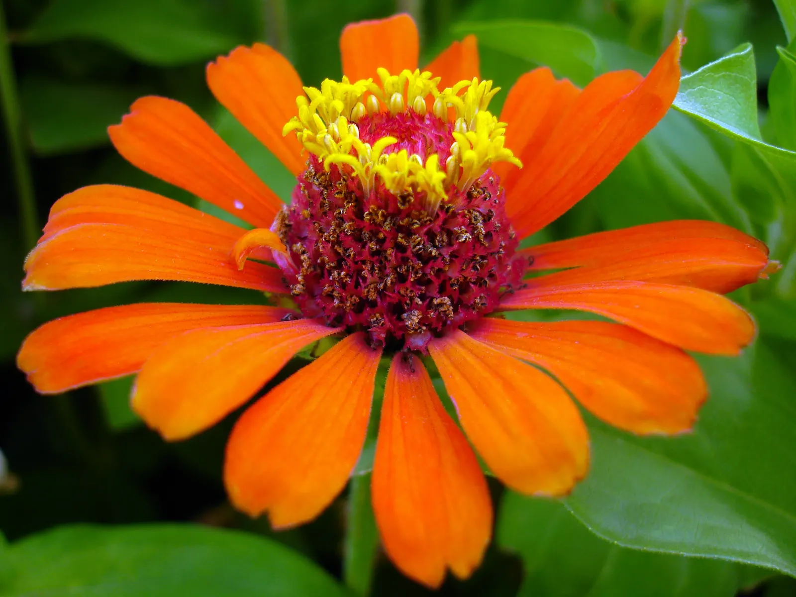 Prairie Zinnia (Zinnia Grandiflora) — Minimal water is required once established