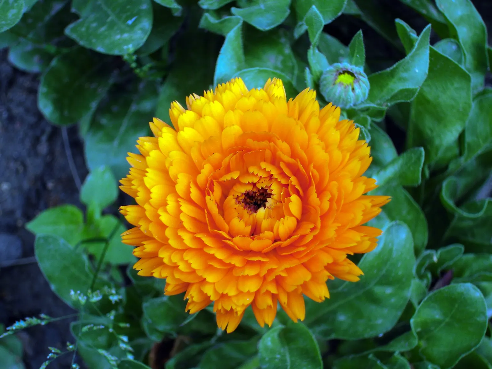 Prairie Zinnia (Zinnia Grandiflora) — This sun-loving species thrives in USDA Hardiness Zones 4 through 9