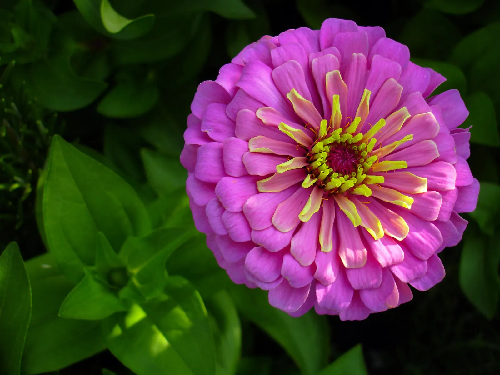 Prairie Zinnia (Zinnia Grandiflora) — each measuring roughly 1 inch in diameter