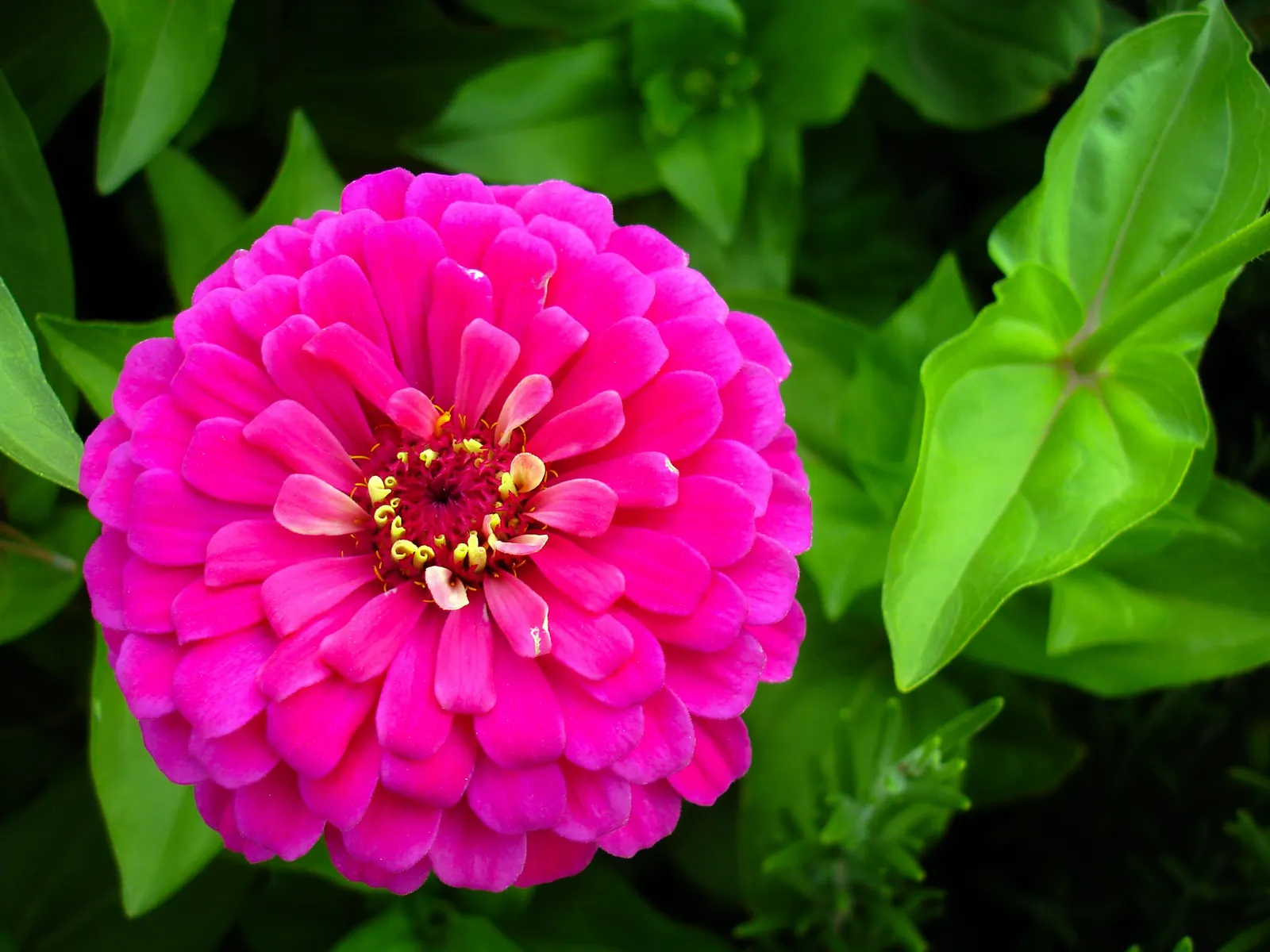 Prairie Zinnia (Zinnia Grandiflora) — yellow flowers in the garden