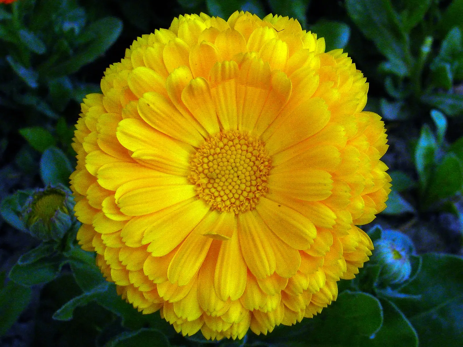 Prairie Zinnia (Zinnia Grandiflora) — is a drought-resistant perennial boasting vibrant yellow blooms up to 1 inch in diameter
