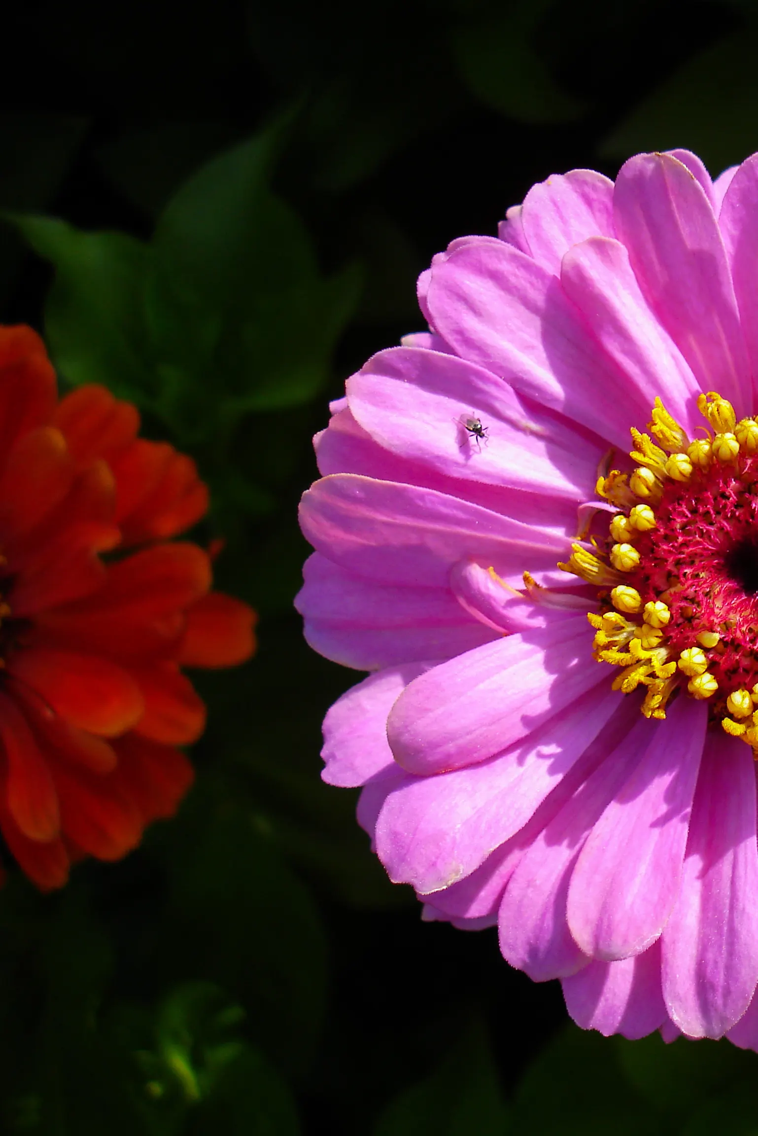 Prairie Zinnia (Zinnia Grandiflora) — This North American native plant is esteemed for its drought tolerance and low-maintenance nature