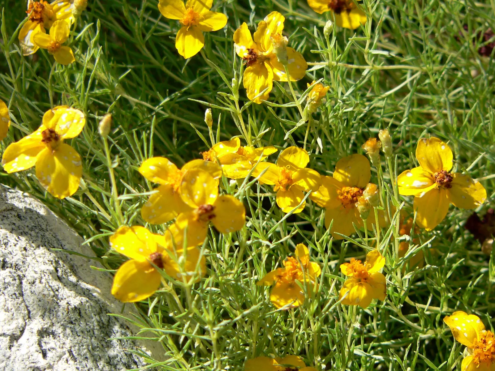 Prairie Zinnia (Zinnia Grandiflora) — This North American native plant is esteemed for its drought tolerance and low-maintenance nature; is a drought-resistant