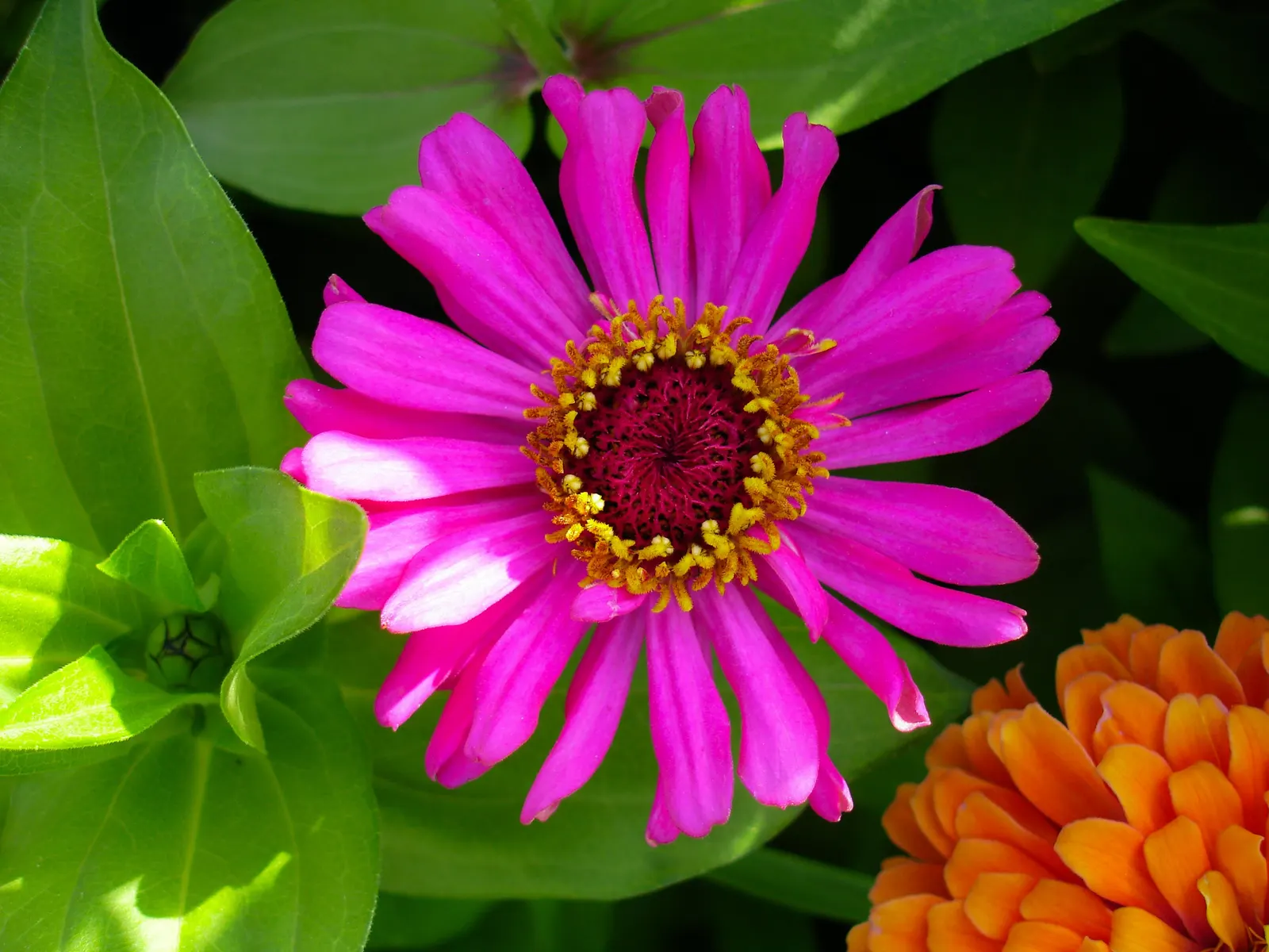 Prairie Zinnia (Zinnia Grandiflora) — Optimal bloom time spans from late summer to fall; scientifically named Zinnia grandiflora