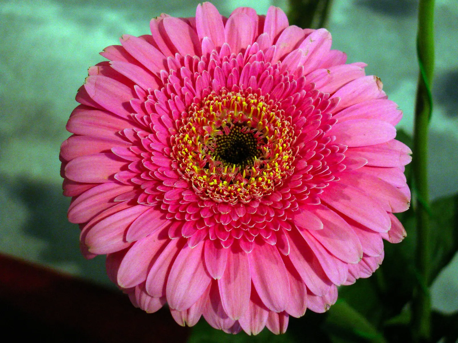Prairie Zinnia (Zinnia Grandiflora) — scientifically named Zinnia grandiflora