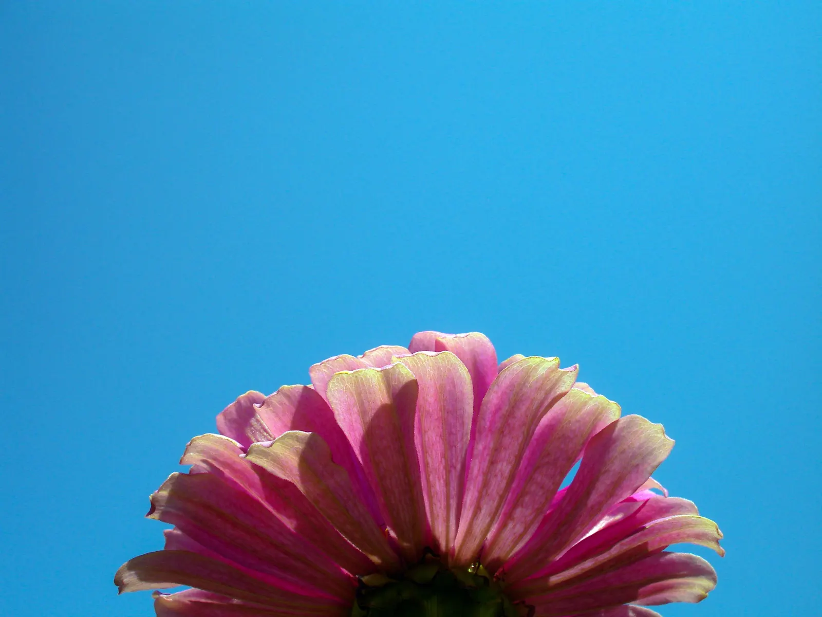 Prairie Zinnia (Zinnia Grandiflora) — This sun-loving native thrives in USDA zones 4-9; plant the Zinnia grandiflora in well-draining soil and a location that