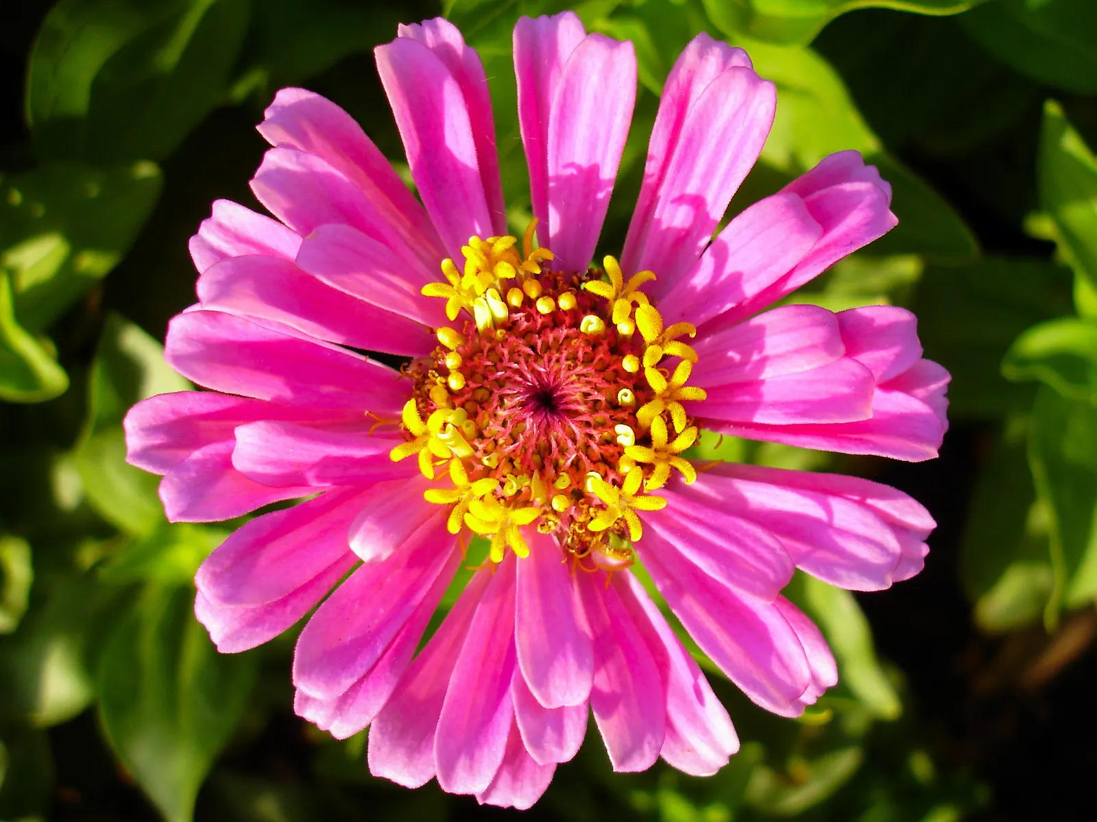 Prairie Zinnia (Zinnia Grandiflora) — Its growth habit reaches about 4-8 inches in height and spreads to a width of 12-15 inches, forming a low mat; forming a