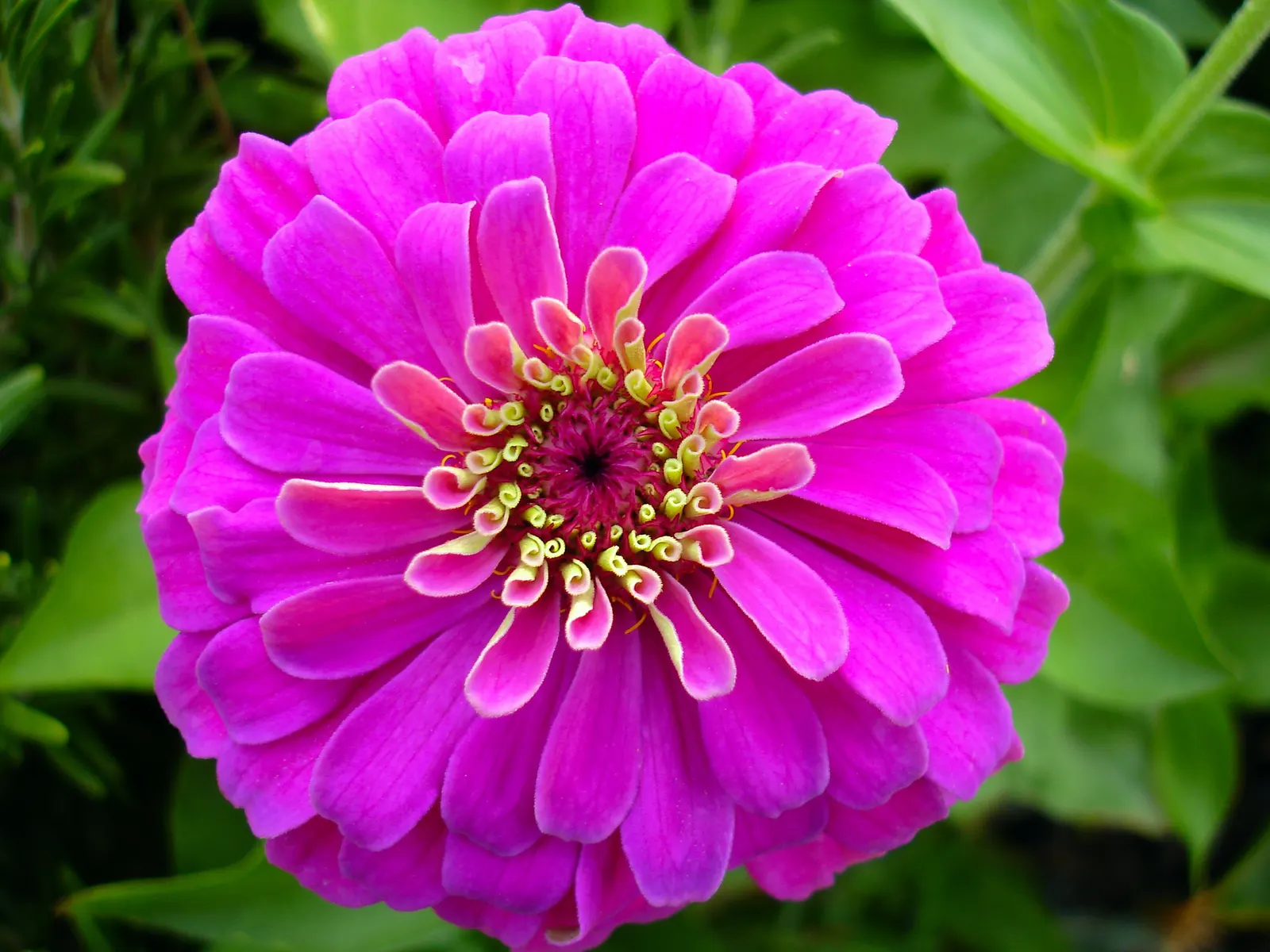 Prairie Zinnia (Zinnia Grandiflora) — Optimal bloom time spans from late summer to fall