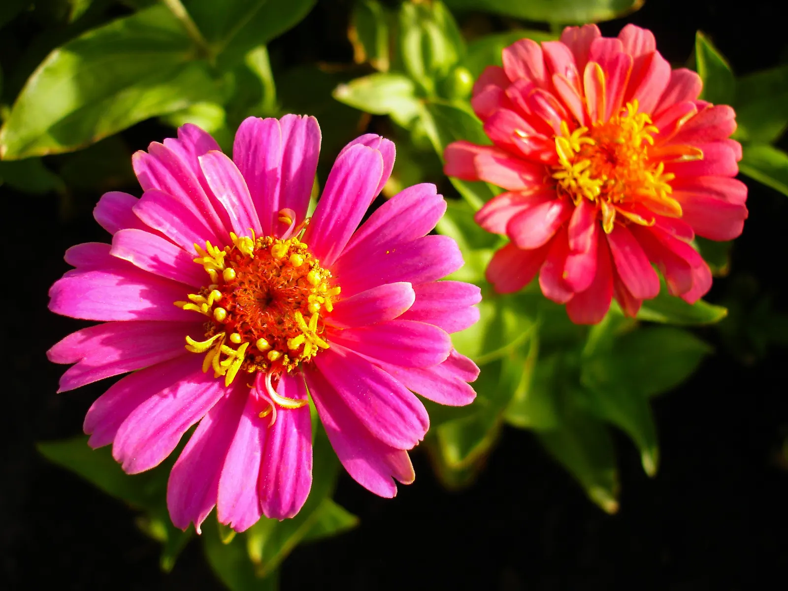Prairie Zinnia (Zinnia Grandiflora) — is a floriferous perennial that brings a vibrant splash of yellow to any garden landscape