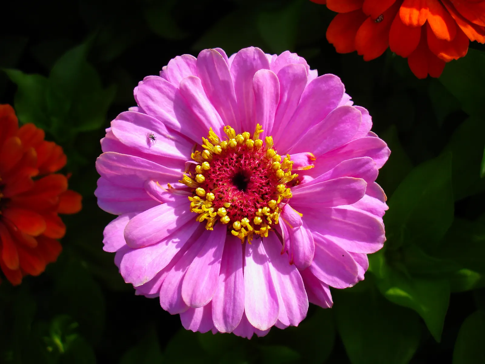 Prairie Zinnia (Zinnia Grandiflora) — making it an ideal choice for xeriscaping designs and gardens that aim to conserve water; this North American native