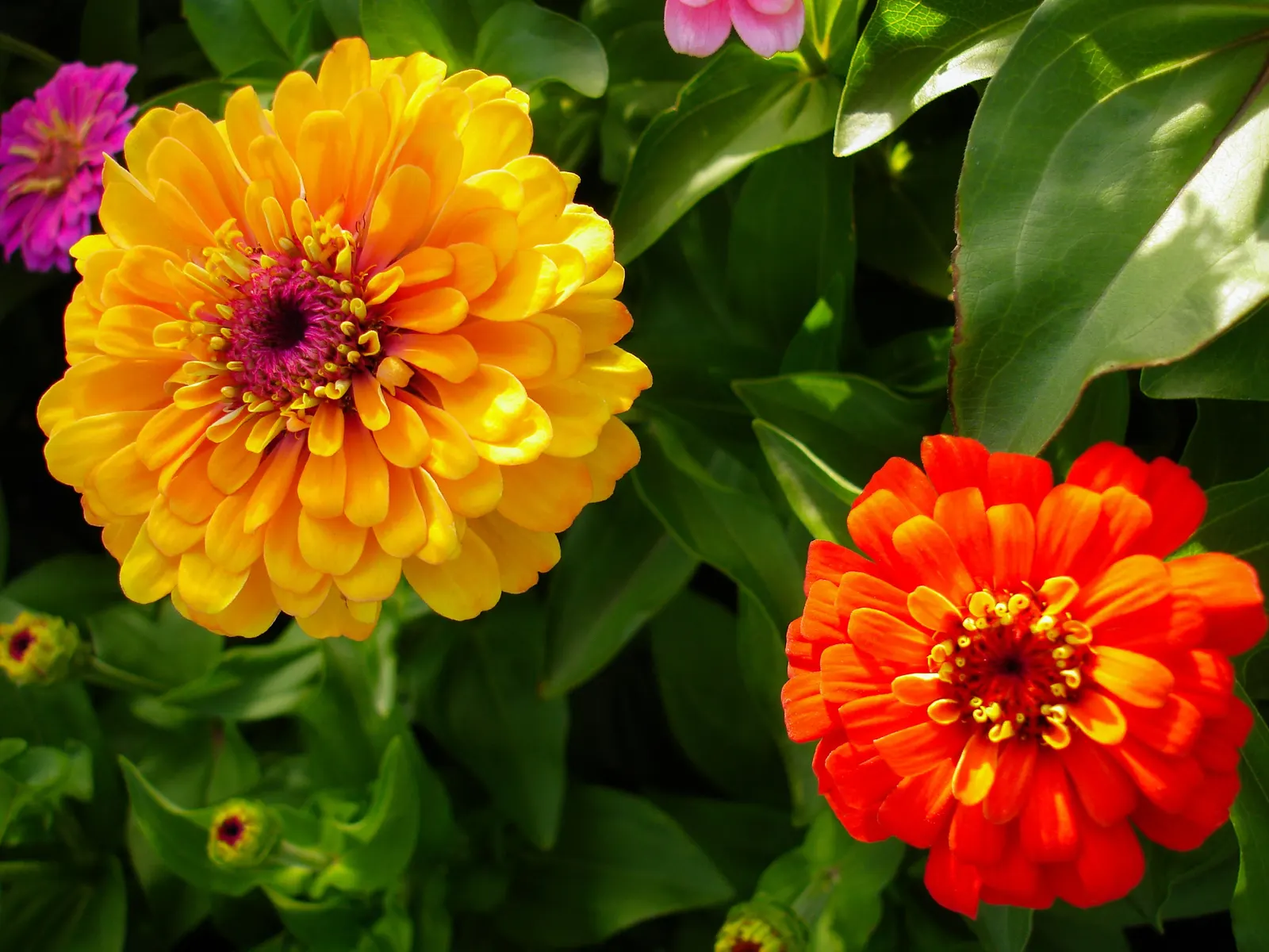 Prairie Zinnia (Zinnia Grandiflora) — making it an ideal choice for xeriscaping designs and gardens that aim to conserve water