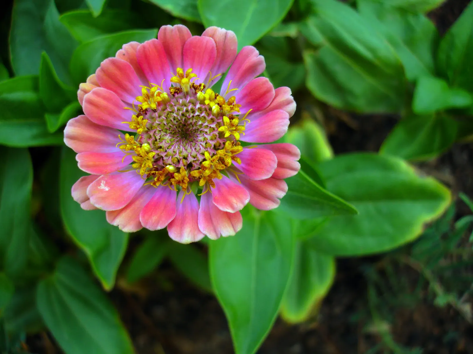 Prairie Zinnia (Zinnia Grandiflora) — contributing to the ecological health of the garden.<br><br>For best growth