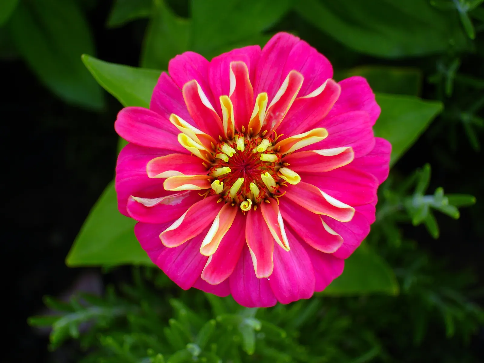 Prairie Zinnia (Zinnia Grandiflora) — Its growth habit reaches about 4-8 inches in height and spreads to a width of 12-15 inches, forming a low mat