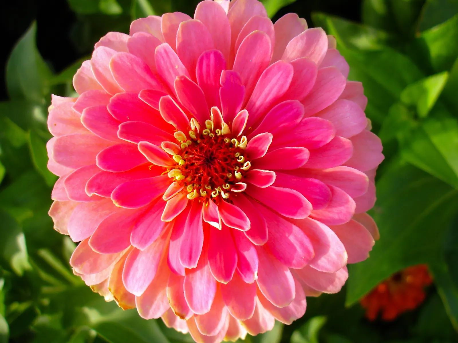 Prairie Zinnia (Zinnia Grandiflora) — lance-shaped leaves that maintain a vibrant green hue.<br><br>From late summer into early fall