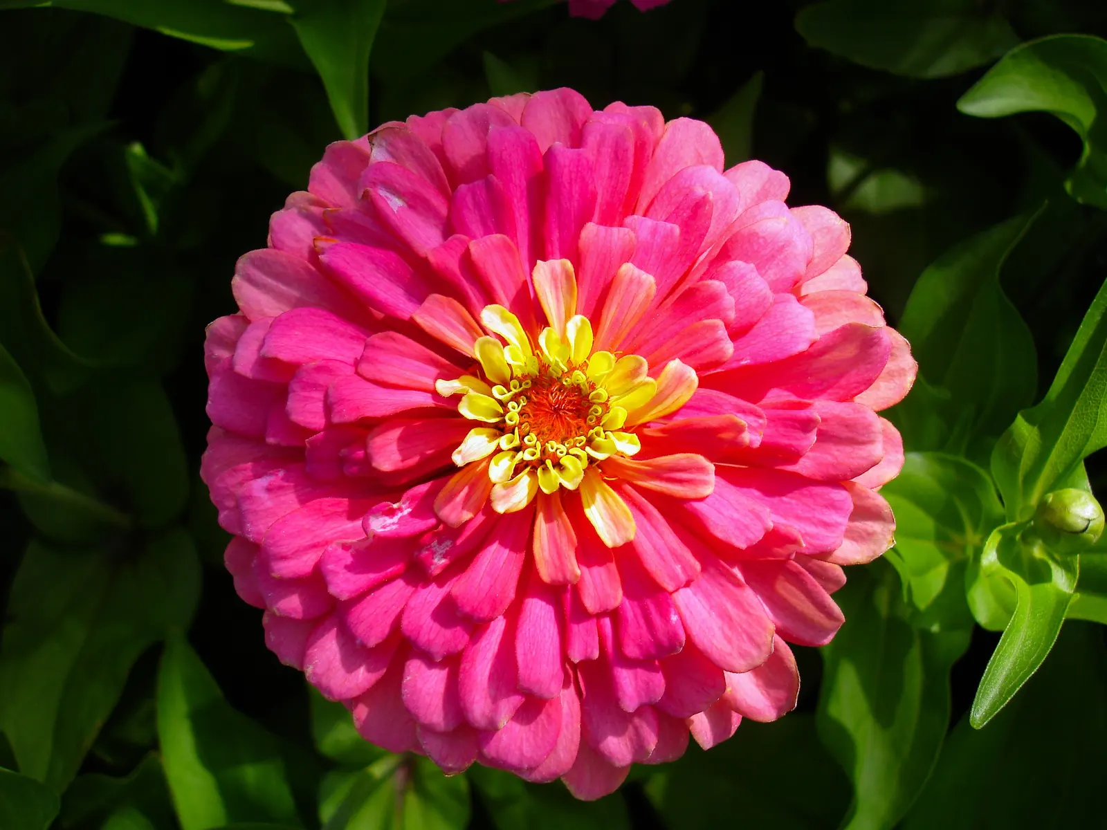 Prairie Zinnia (Zinnia Grandiflora) — The Prairie Zinnia typically reaches a modest height of about 4 to 8 inches and spreads 10 to 12 inches wide; these