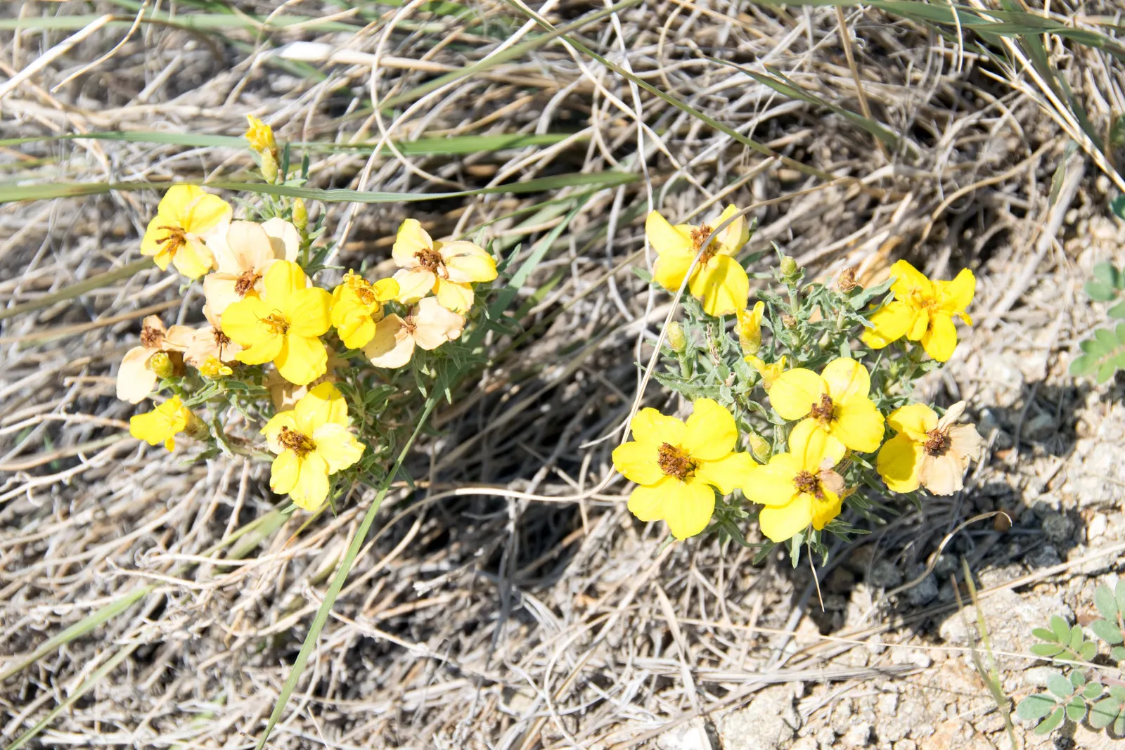 Prairie Zinnia (Zinnia Grandiflora) — is a floriferous perennial that brings a vibrant splash of yellow to any garden landscape; minimal water is required once