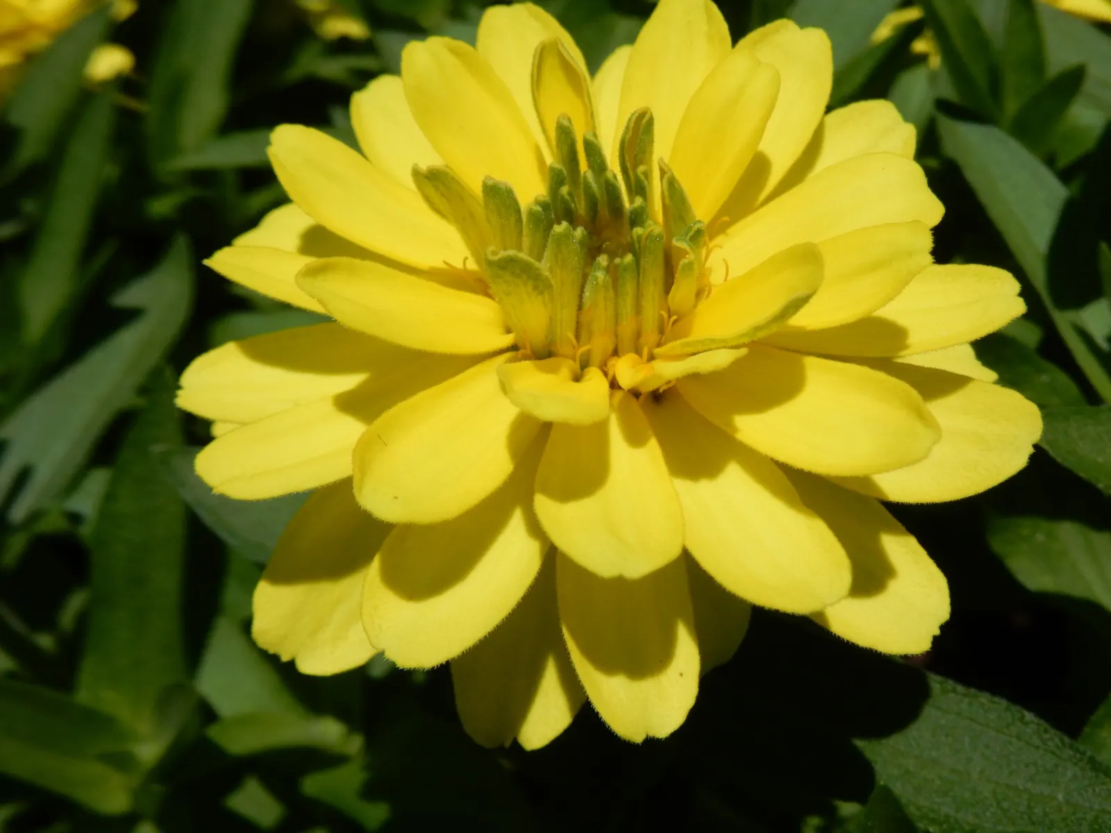 Prairie Zinnia (Zinnia Grandiflora) — perennial with yellow blooms