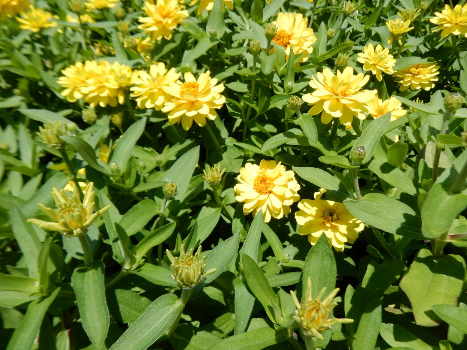 Prairie Zinnia (Zinnia Grandiflora) — or as part of a mixed perennial bed for a long-lasting and resilient garden display