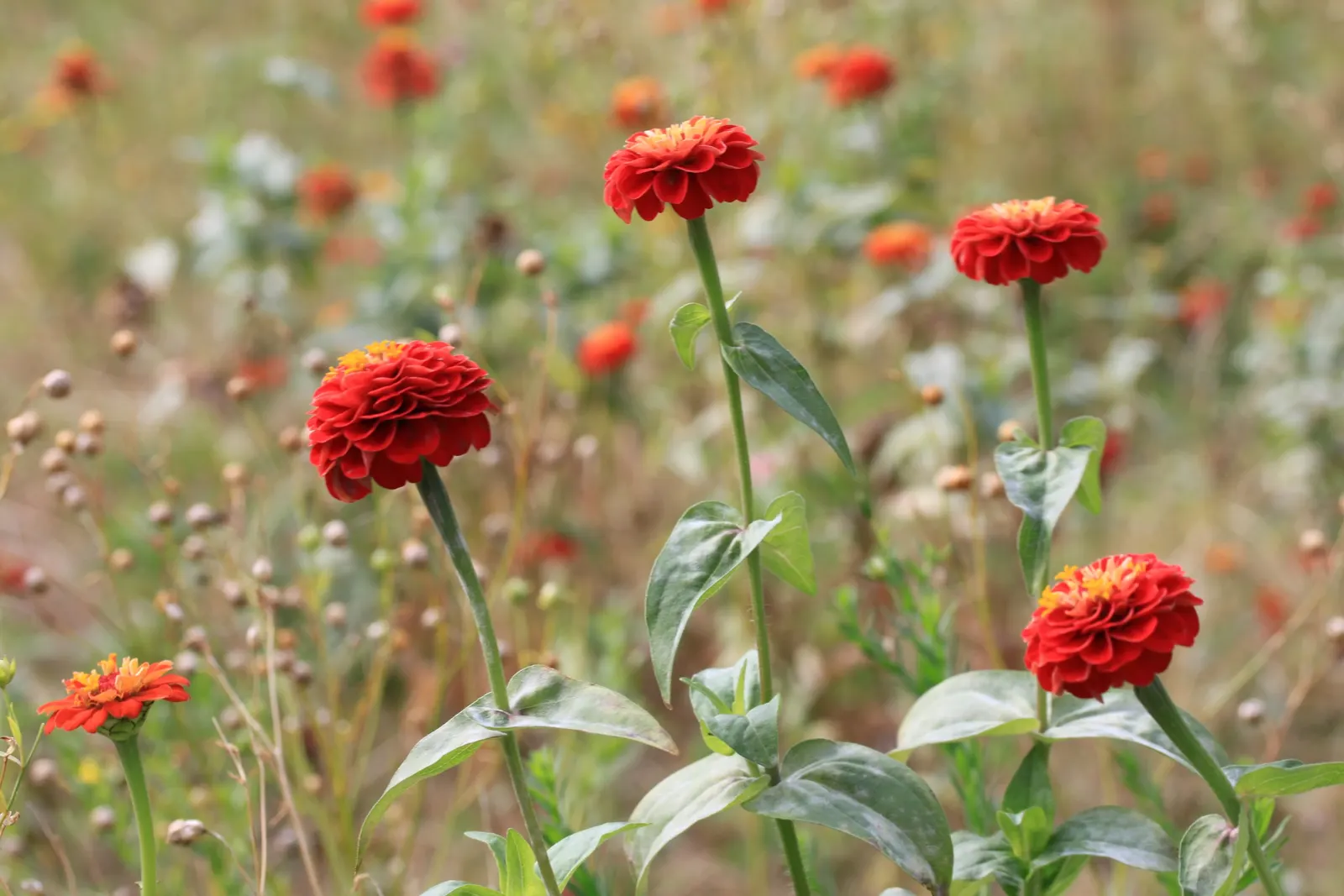 Prairie Zinnia (Zinnia Grandiflora) — scientifically named Zinnia grandiflora; daisy-like golden flowers