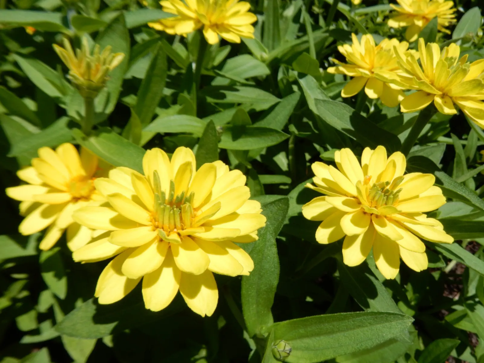 Prairie Zinnia (Zinnia Grandiflora) — is a drought-resistant perennial boasting vibrant yellow blooms up to 1 inch in diameter; adding a burst of color to rock