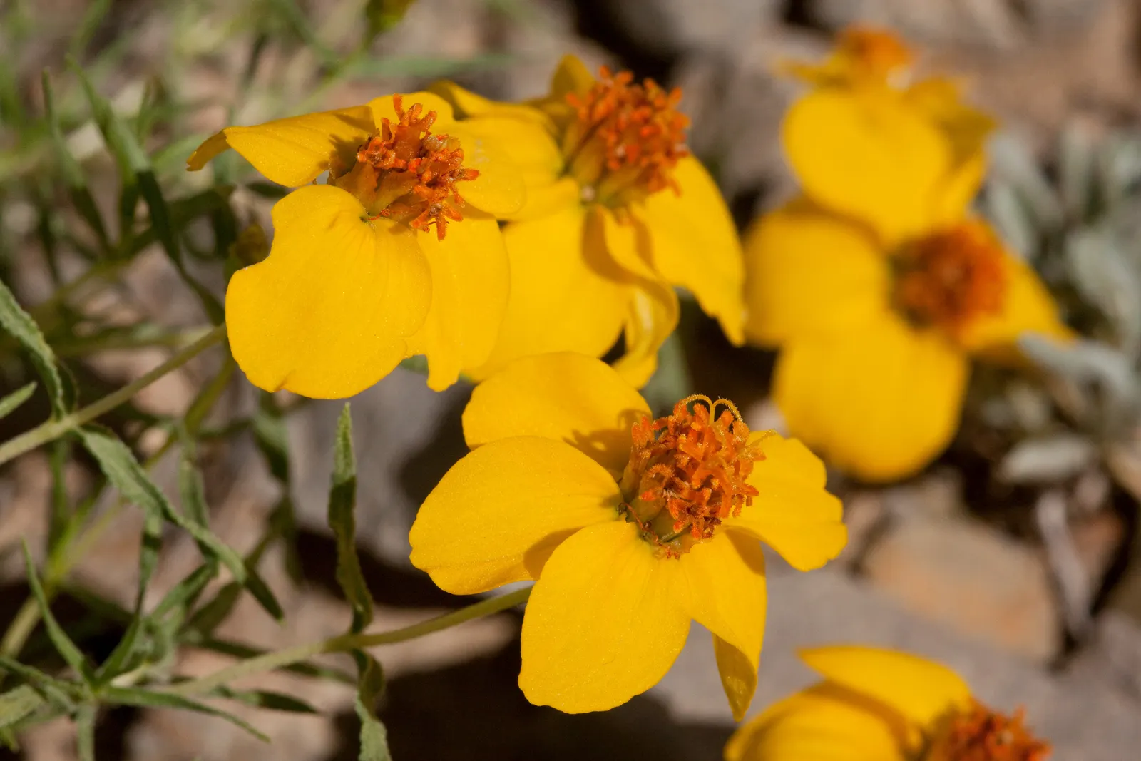 Prairie Zinnia (Zinnia Grandiflora) — This sun-loving native thrives in USDA zones 4-9