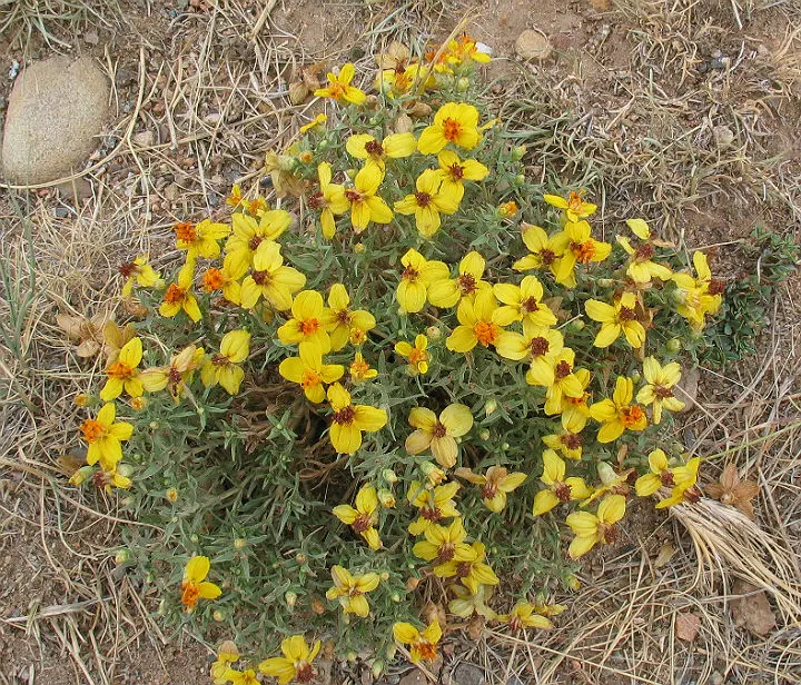 Prairie Zinnia (Zinnia Grandiflora) — When planning the landscape design