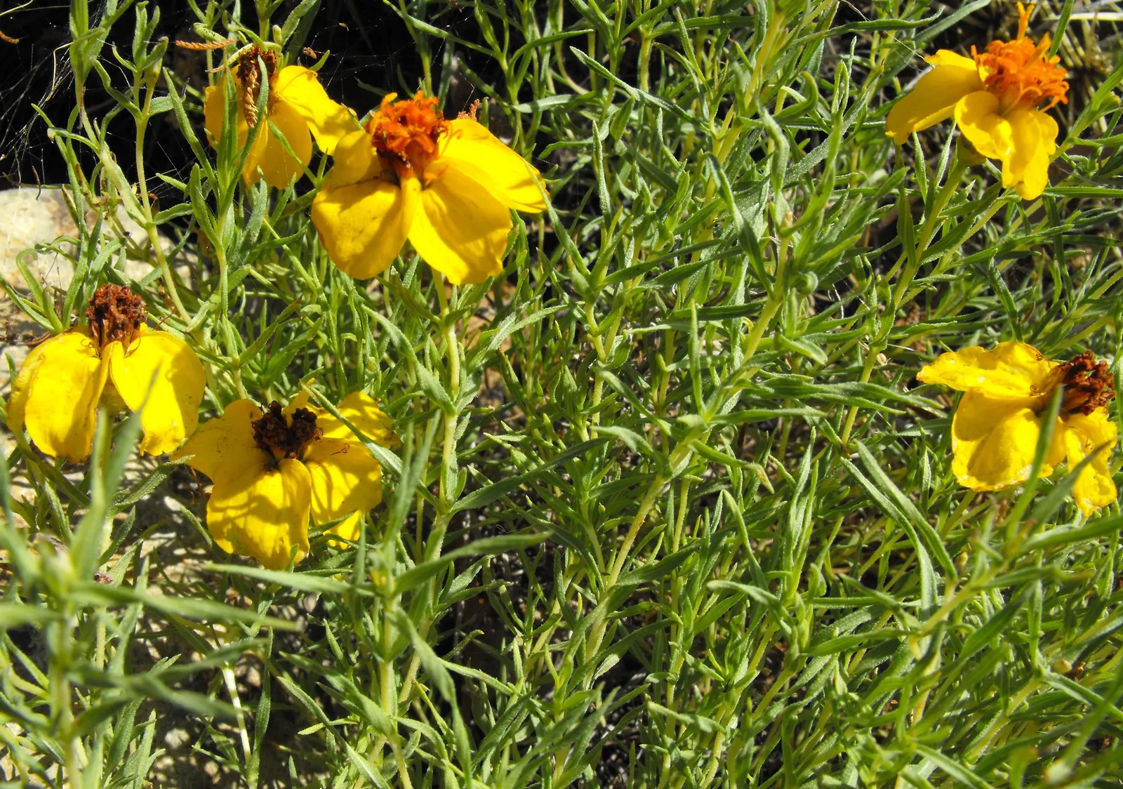 Prairie Zinnia (Zinnia Grandiflora) — plant the Zinnia grandiflora in well-draining soil and a location that receives full sun