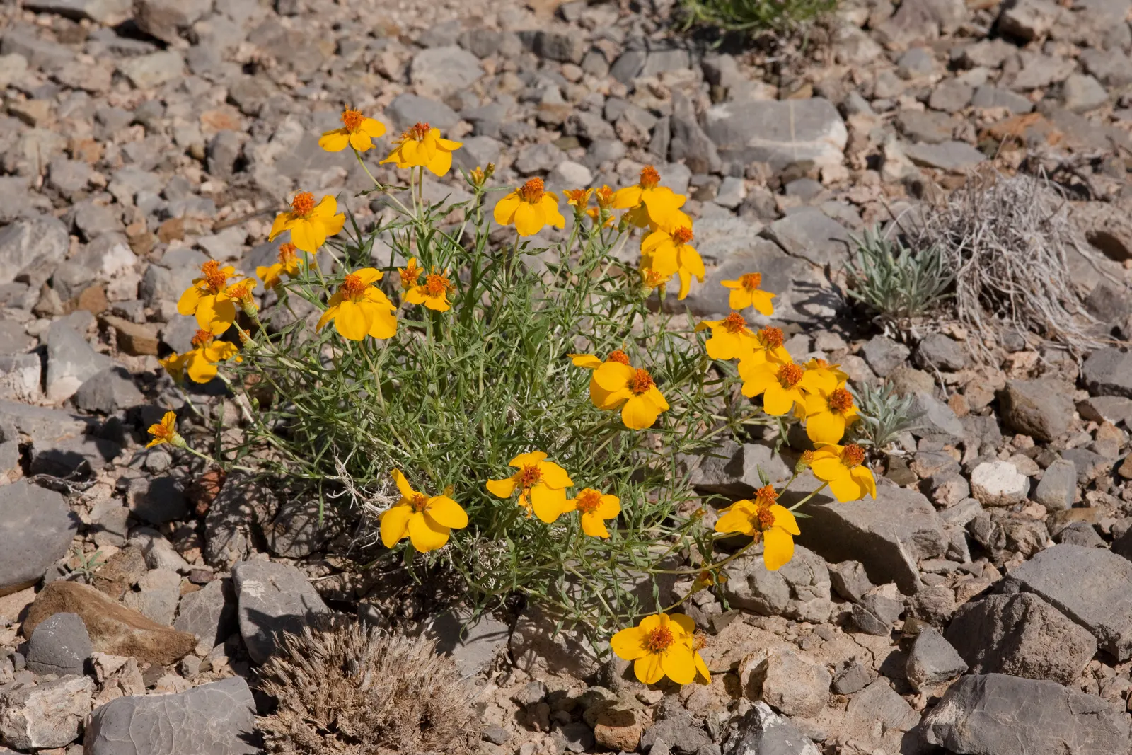 Prairie Zinnia (Zinnia Grandiflora) — including butterflies and bees