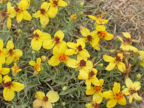 Prairie Zinnia (Zinnia Grandiflora) — perennial for full or half