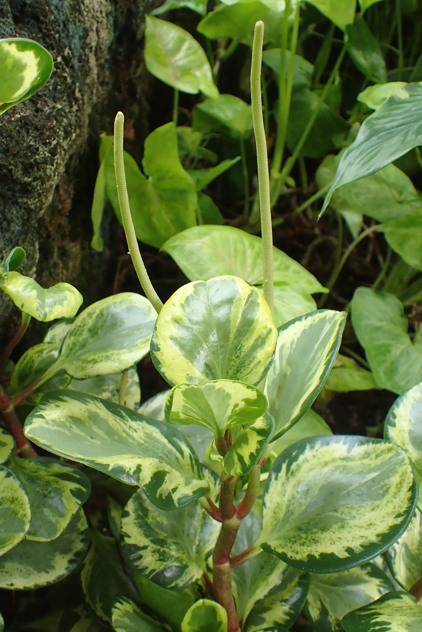 Wax-Leaf Peperomia (Peperomia Obtusifolia) — it adds a tropical touch with minimal maintenance; making it ideal for spots that receive filtered, image 50