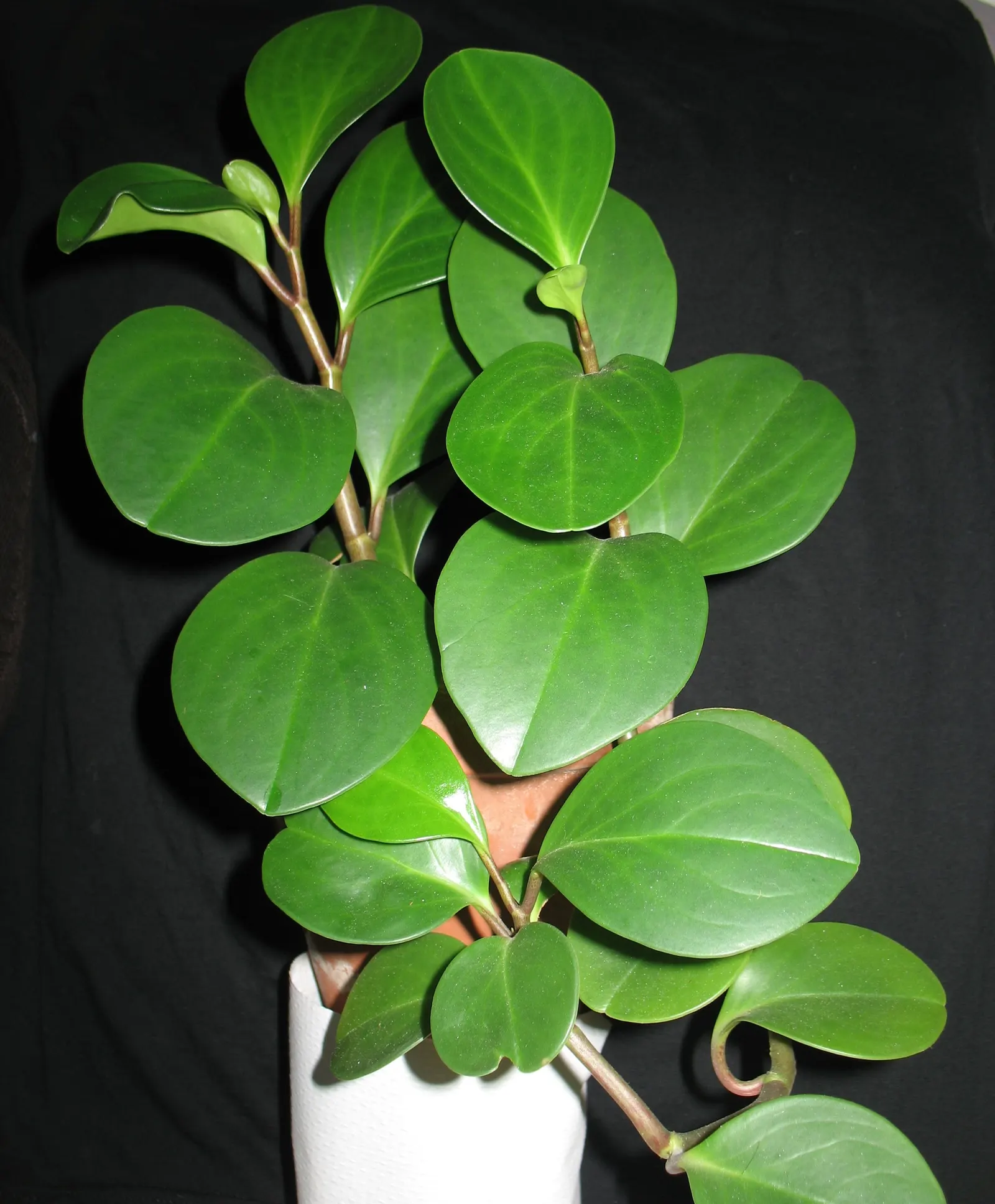 Wax-Leaf Peperomia (Peperomia Obtusifolia) — white flowers in the garden; ideal for container planting or as ground cover in warmer climates