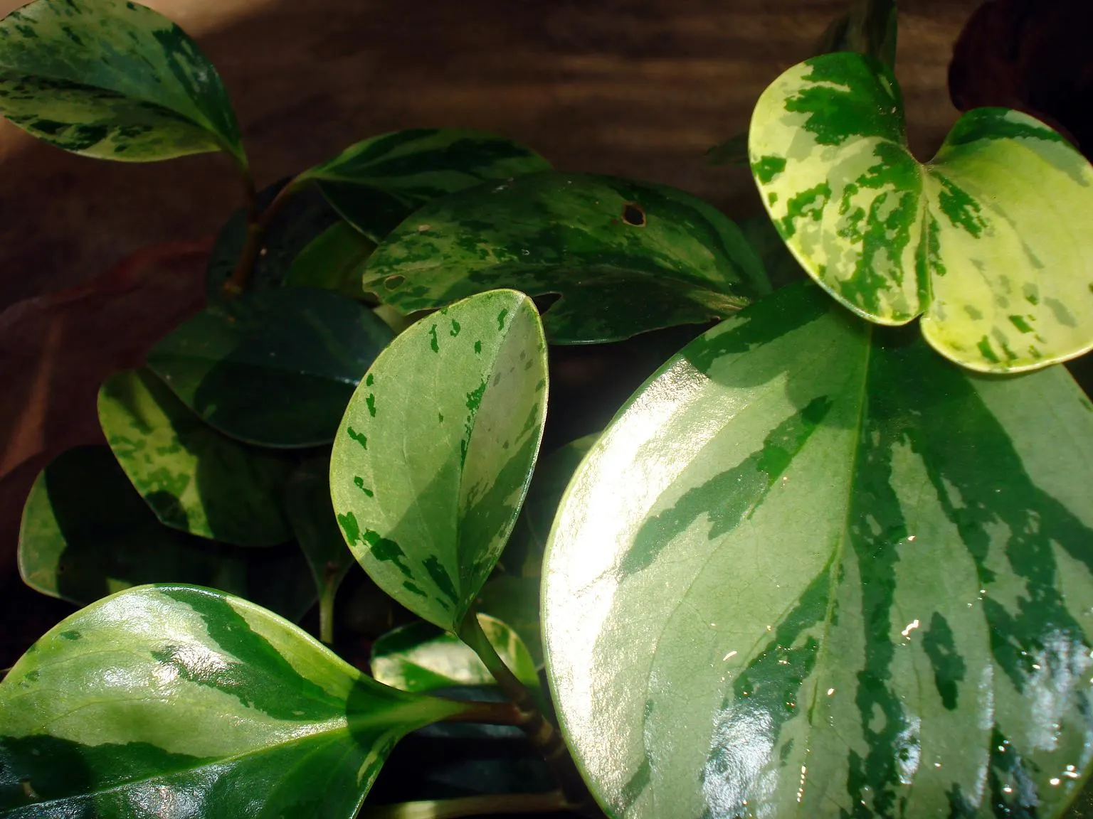 Wax-Leaf Peperomia (Peperomia Obtusifolia) — making it ideal for spots that receive filtered light throughout the day; it adds a tropical touch with minimal