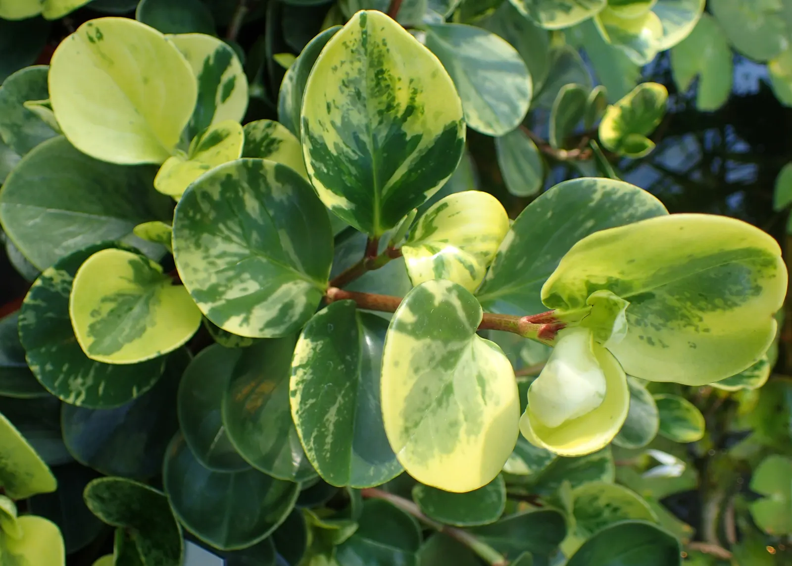 Wax-Leaf Peperomia (Peperomia Obtusifolia) — Ideal for container planting or as ground cover in warmer climates; this plant features stout stems, image 49