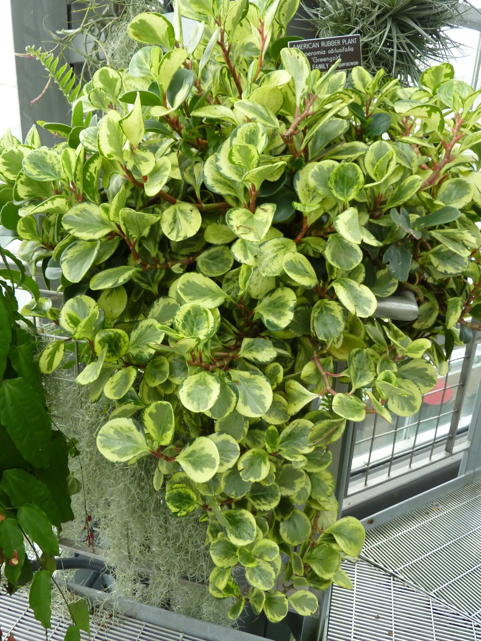 Wax-Leaf Peperomia (Peperomia Obtusifolia) — Ideal for container planting or as ground cover in warmer climates