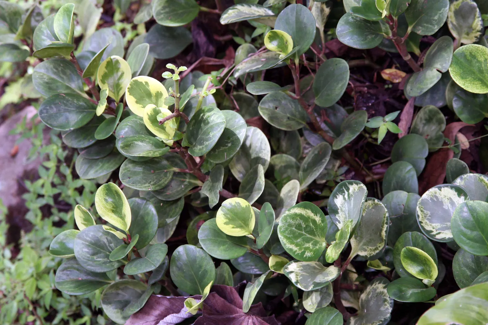 Wax-Leaf Peperomia (Peperomia Obtusifolia) — is a compact perennial evergreen that is well-suited for adding lush foliage to shaded areas in the, image 31