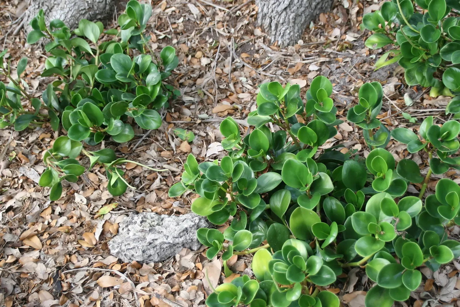 Wax-Leaf Peperomia (Peperomia Obtusifolia) — protruding from the stems at alternating intervals; hardy in USDA zones 10-12