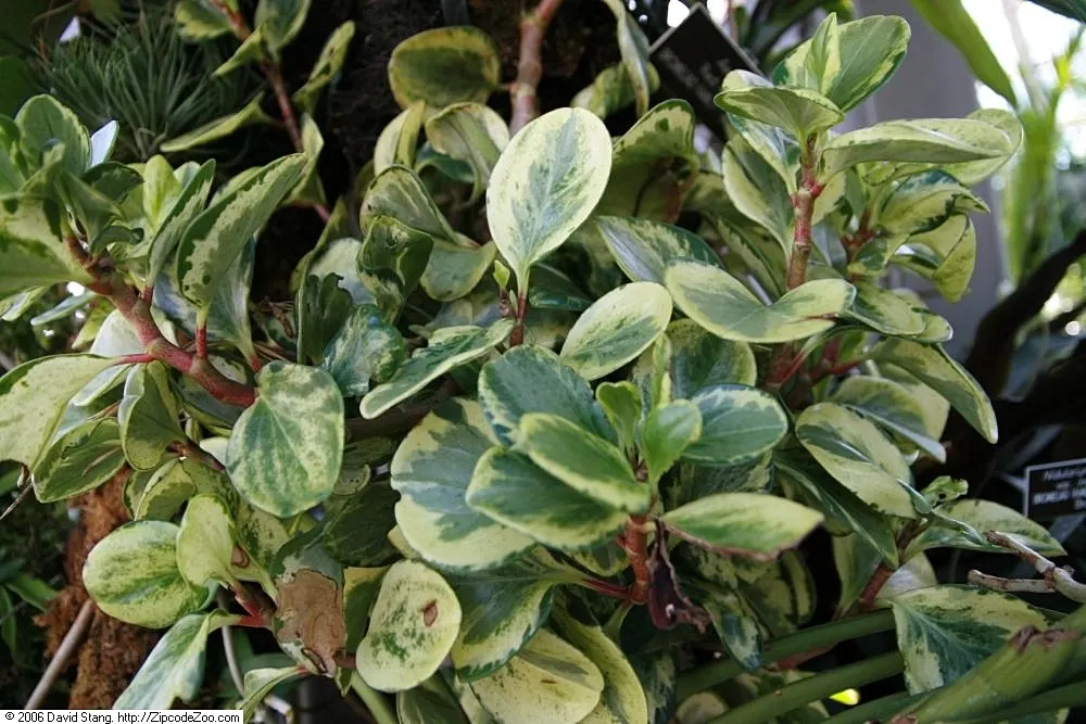 Wax-Leaf Peperomia (Peperomia Obtusifolia) — ground cover / perennial with white blooms; spanning approximately 1 to 6 inches in length