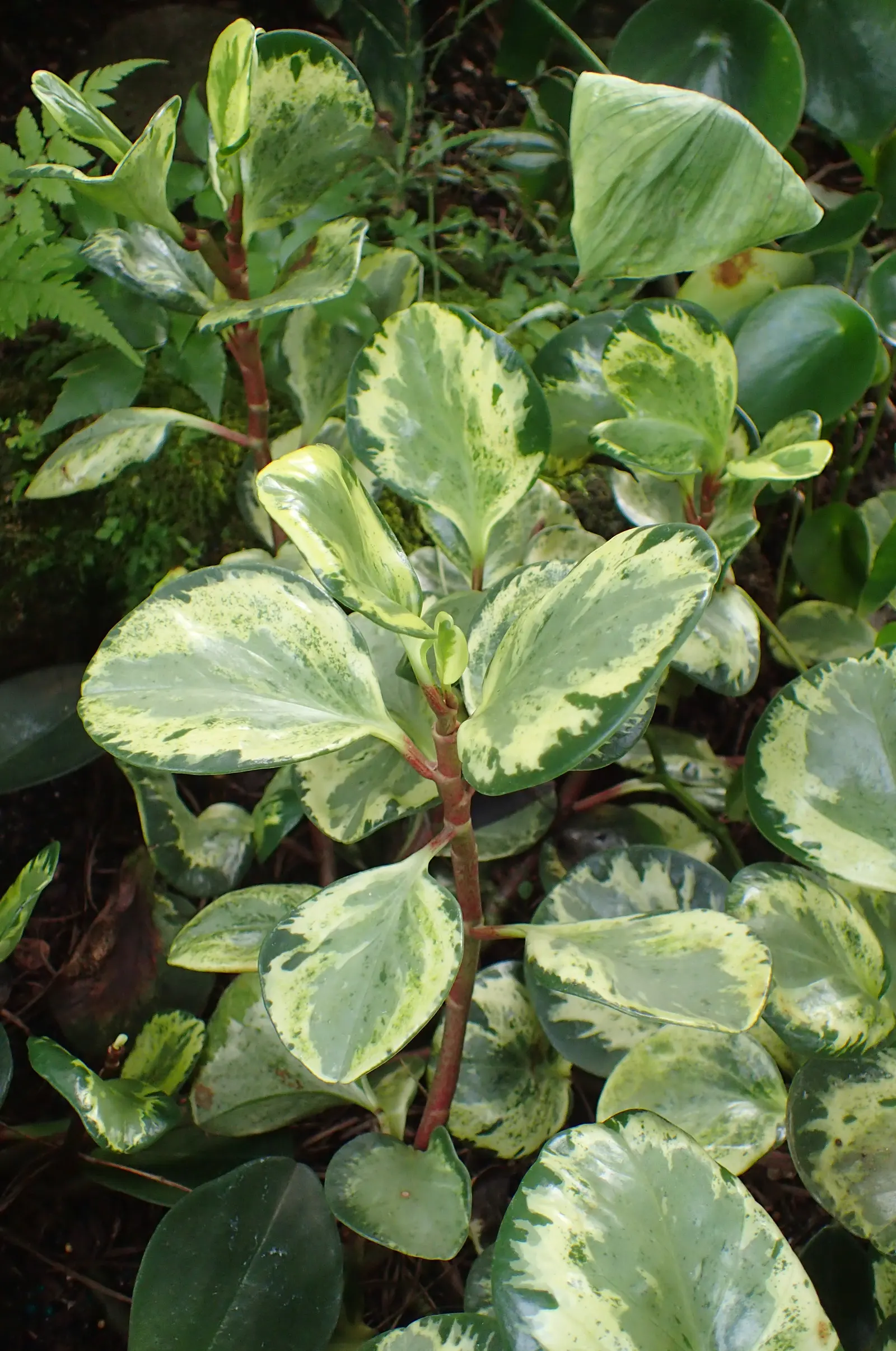 Wax-Leaf Peperomia (Peperomia Obtusifolia) — spanning approximately 1 to 6 inches in length; which contributes to its dense, image 56