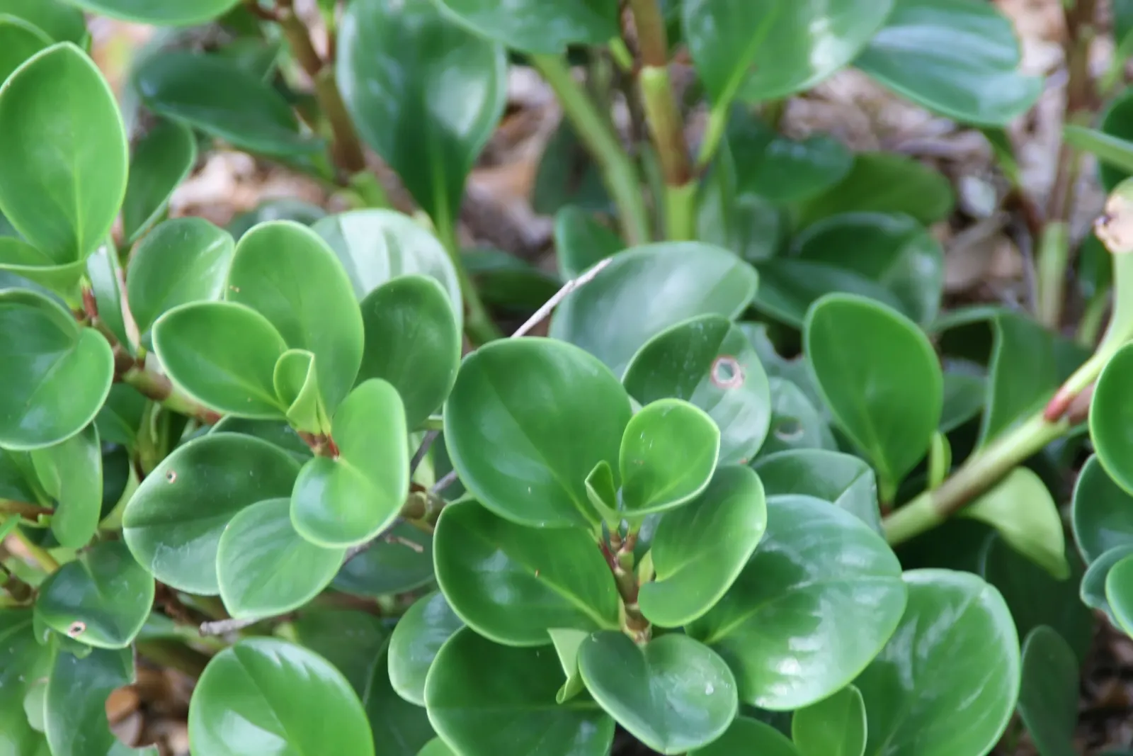 Wax-Leaf Peperomia (Peperomia Obtusifolia) — scientifically known as Peperomia obtusifolia; is a compact perennial evergreen that is well-suited for adding
