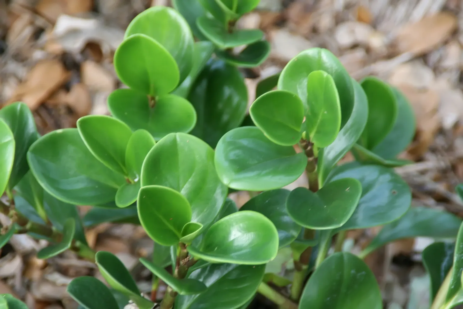 Wax-Leaf Peperomia (Peperomia Obtusifolia) — Thriving in partial shade, it prefers well-drained soil and moderate watering, with care to avoid, image 26