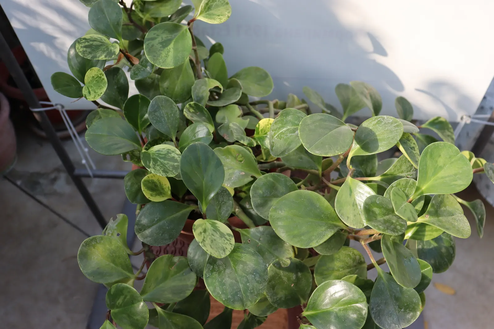Wax-Leaf Peperomia (Peperomia Obtusifolia) — This plant features stout stems that give rise to dark green