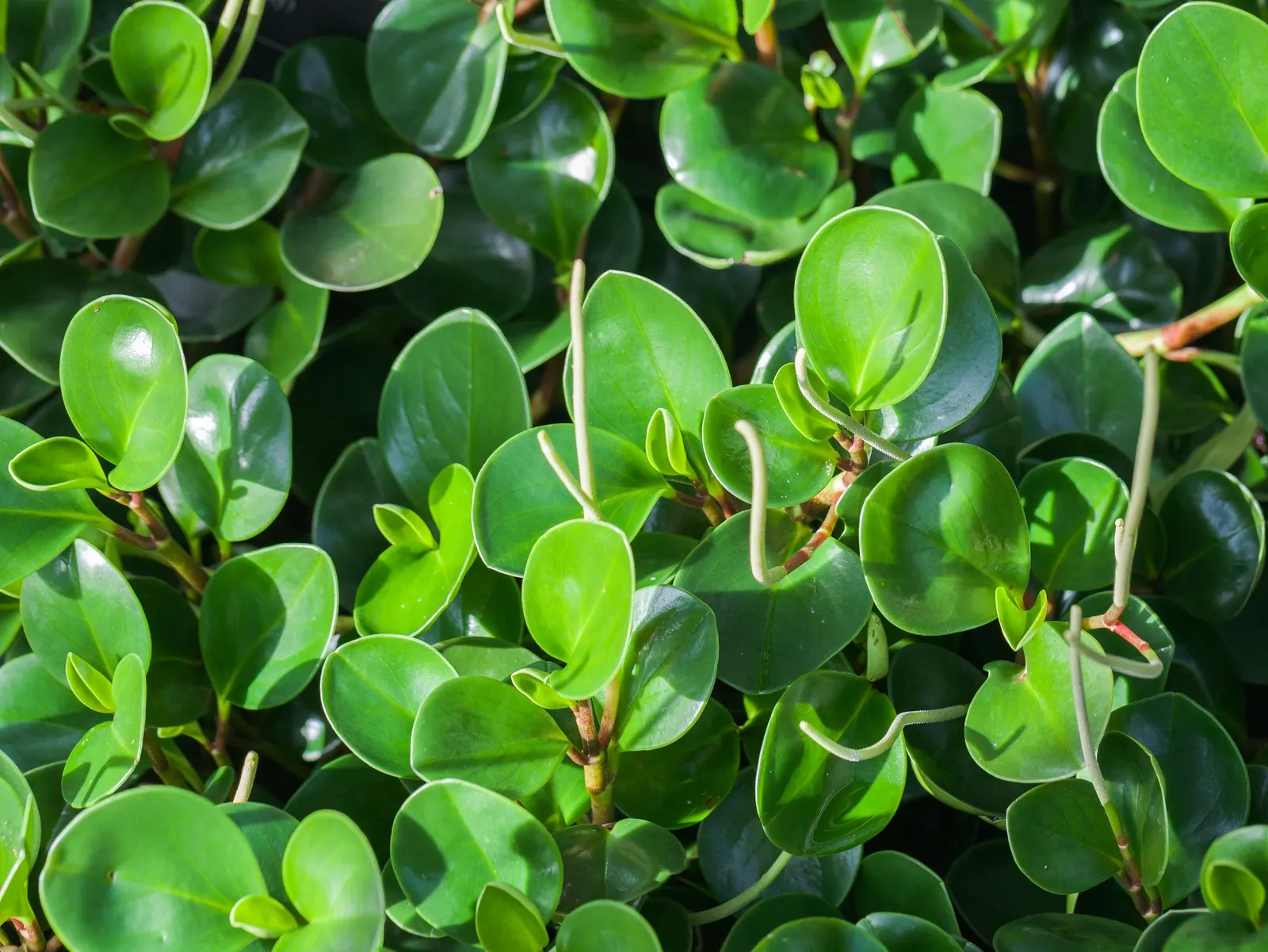 Wax-Leaf Peperomia (Peperomia Obtusifolia) — white flowers in the garden; ideal for container planting or as ground cover in warmer climates, image 64