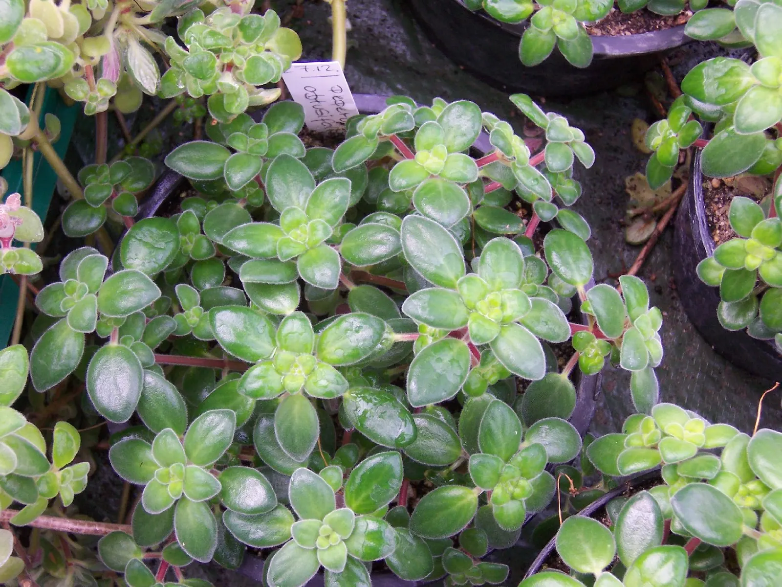 Wax-Leaf Peperomia (Peperomia Obtusifolia) — Wax-Leaf Peperomia (Peperomia obtusifolia); thriving in partial shade, it prefers well-drained soil and moderate