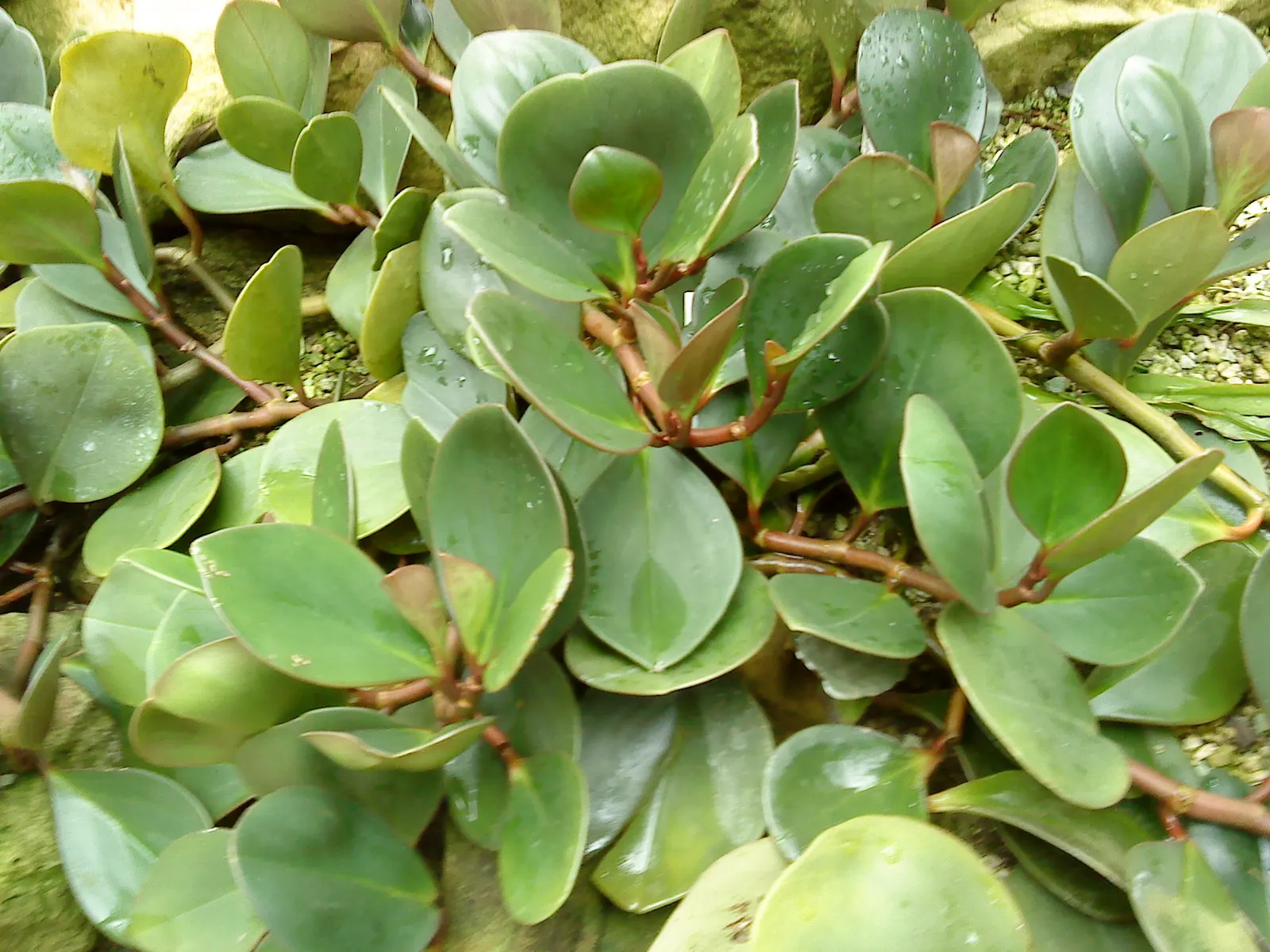 Wax-Leaf Peperomia (Peperomia Obtusifolia) — is a compact perennial evergreen that is well-suited for adding lush foliage to shaded areas in the, image 53
