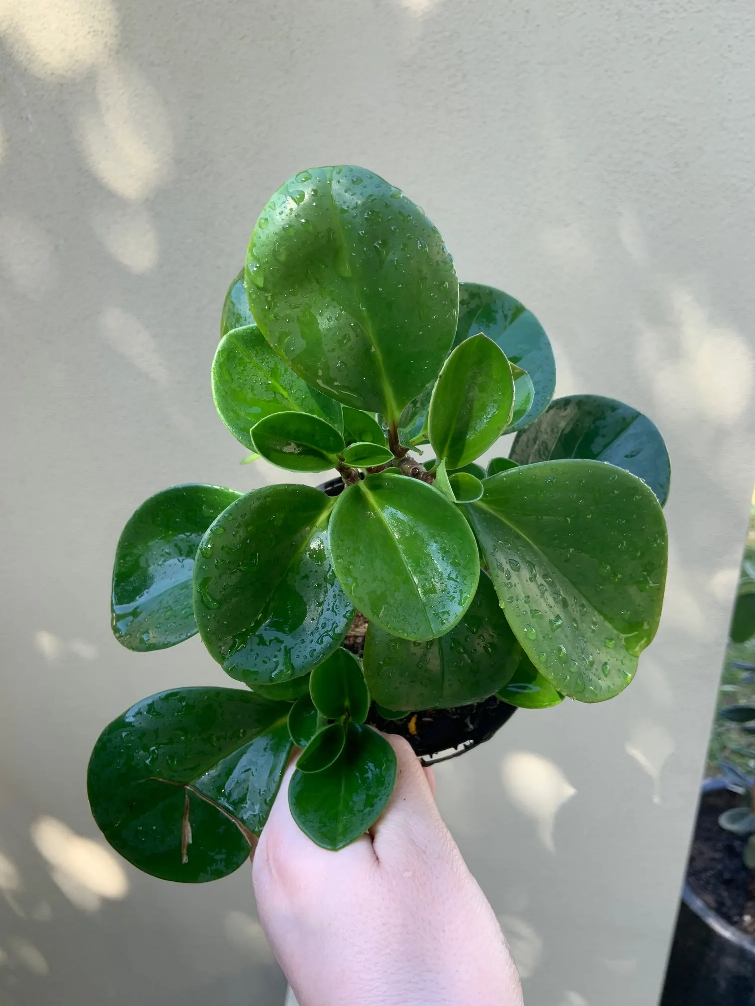 Wax-Leaf Peperomia (Peperomia Obtusifolia) — While it is drought-resistant to an extent, it benefits from consistent moisture without being, image 62