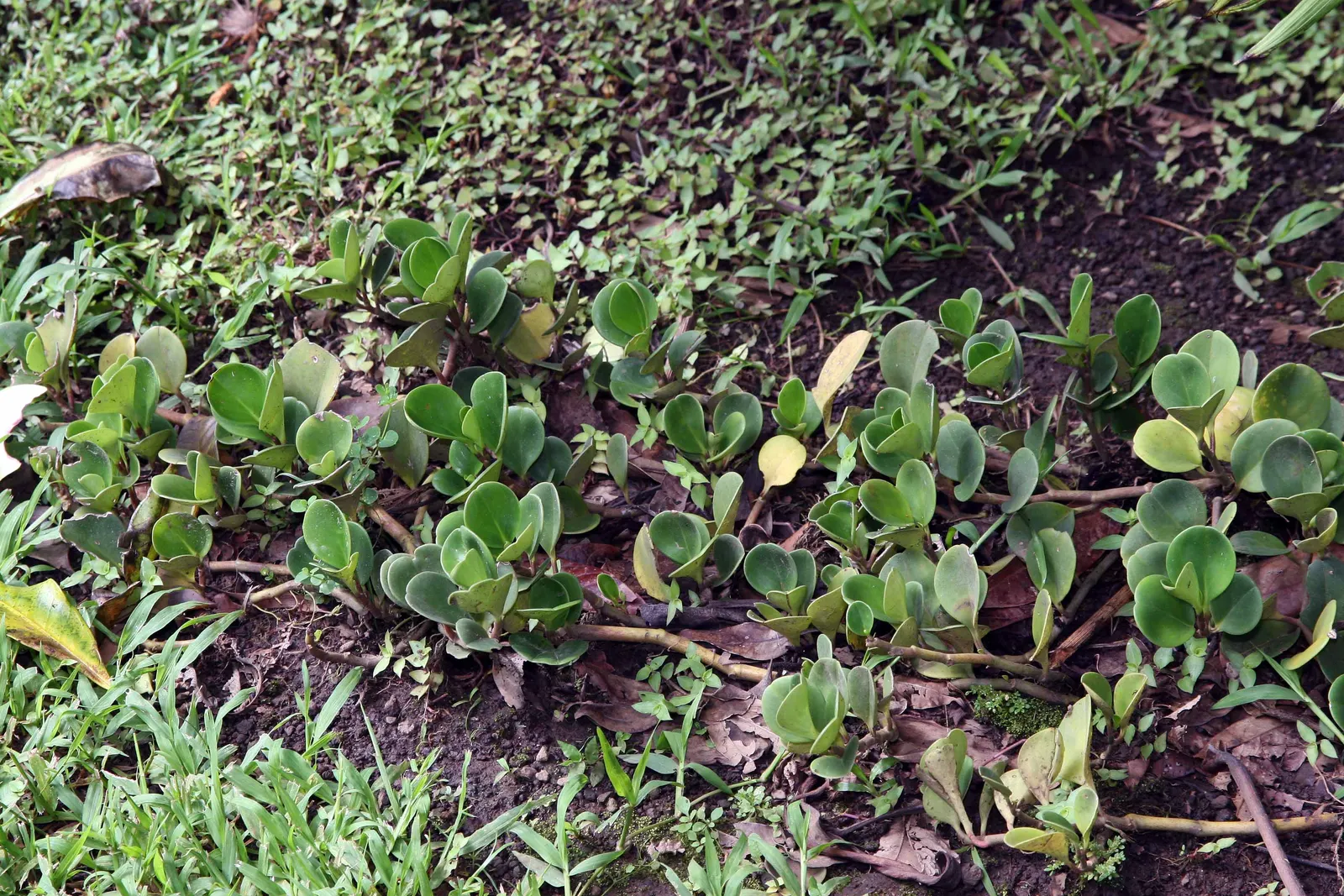 Wax-Leaf Peperomia (Peperomia Obtusifolia) — Its oval-shaped leaves are slightly puckered; ground cover / perennial for shade, image 57