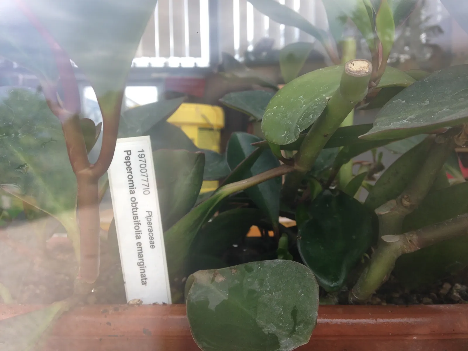 Wax-Leaf Peperomia (Peperomia Obtusifolia) — ground cover / perennial for shade; peperomia obtusifolia is also highly adaptable to indoor, image 66