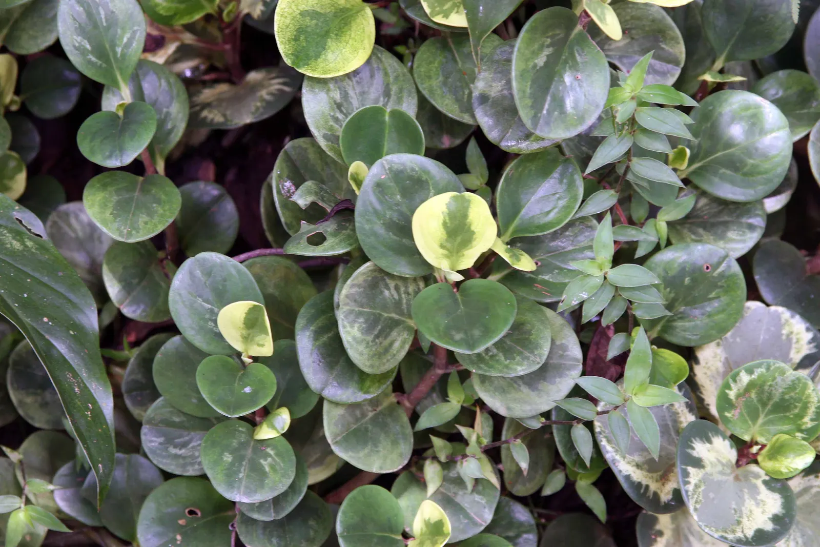 Wax-Leaf Peperomia (Peperomia Obtusifolia) — coupled with its height range of 10 to 12 inches and a spread of 8 to 10 inches