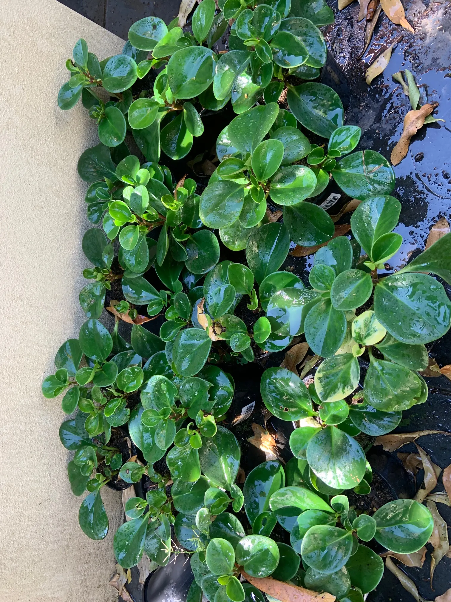 Wax-Leaf Peperomia (Peperomia Obtusifolia) — evergreen leaves reaching a size of up to 6 inches in height and spread; while it is drought-resistant, image 69