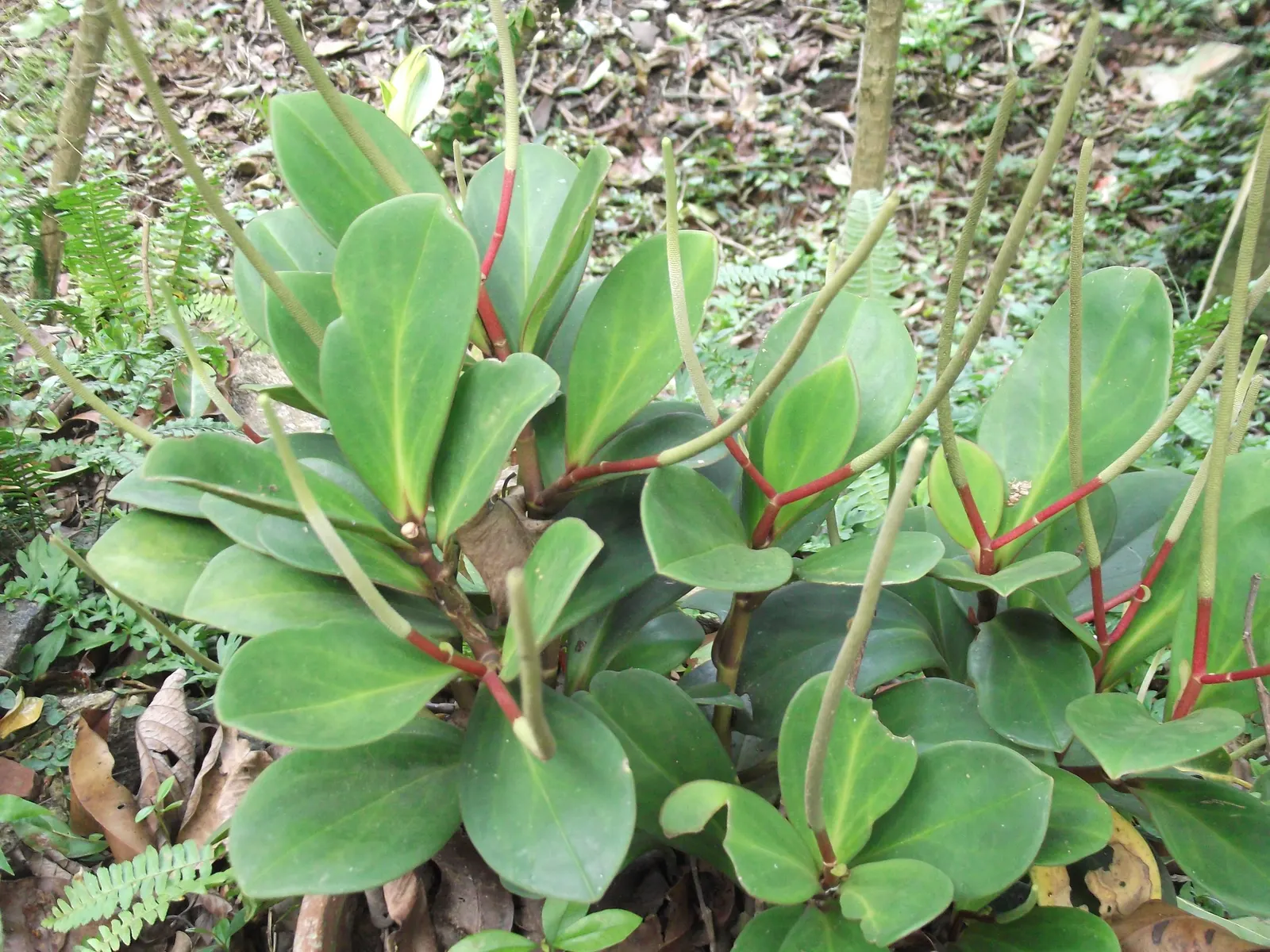 Wax-Leaf Peperomia (Peperomia Obtusifolia) — beloved for its ornamental appeal